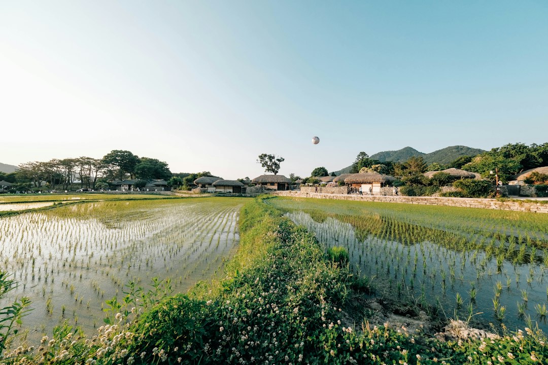 논과 돌담, 전통 가옥이 어우러진 아산 외암마을 풍경